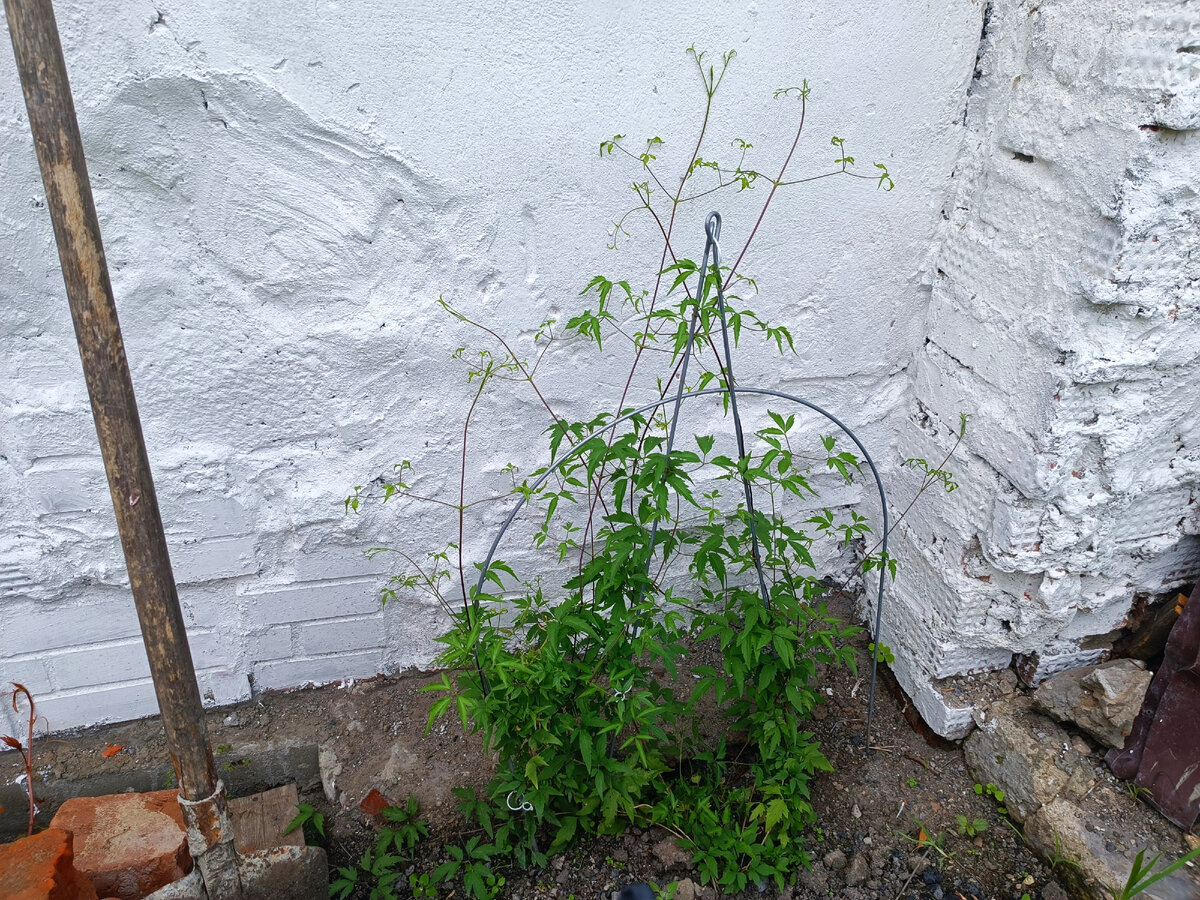 Вокруг еще стройка, а клематис на будущей клумбе уже сидит