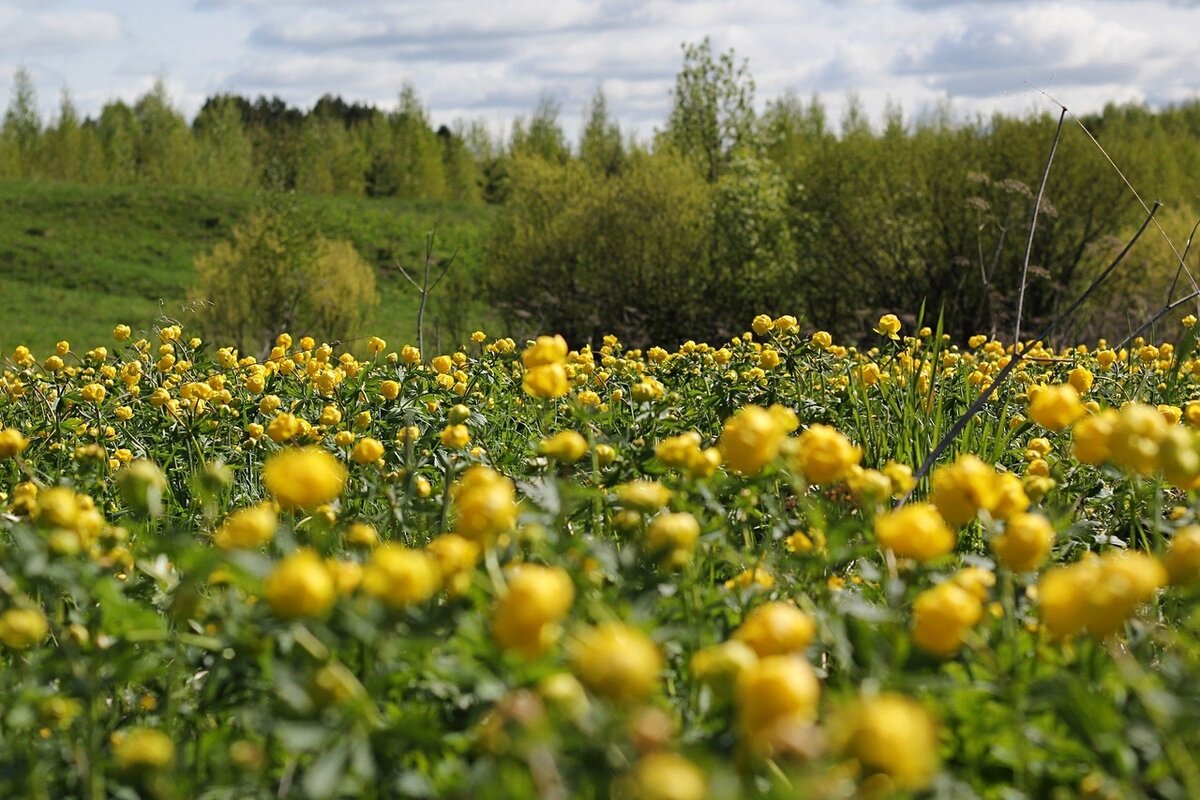 МК Цветы Купальницы из фоамирана