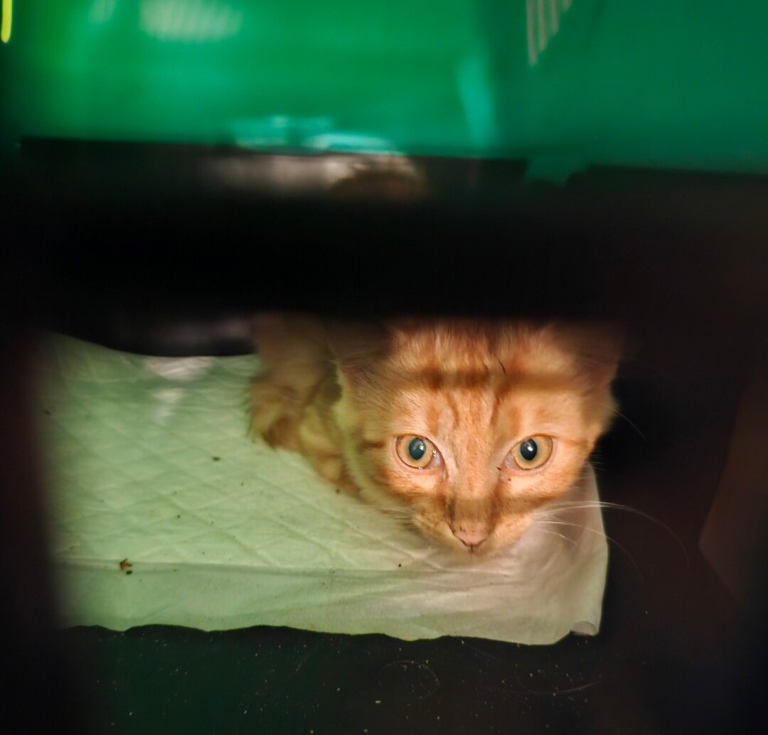 Фото автора. Едем домой.