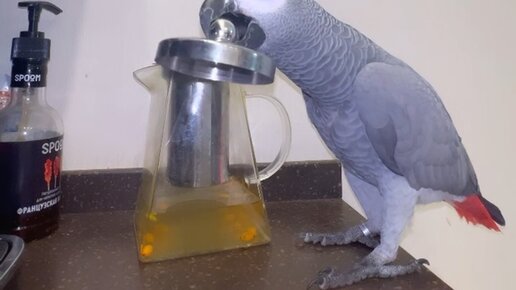 Веселый ЗооСАД | хочется чаю - клюв выручает!) | Дзен