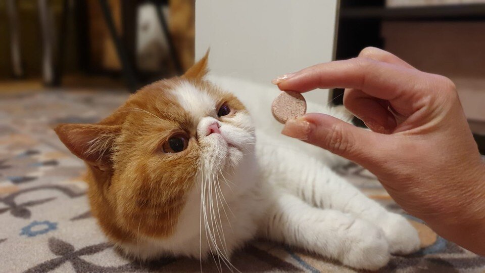    Если кошка питается полнорационным кормом, витамины ей не нужны. Ася ЖУКОВА