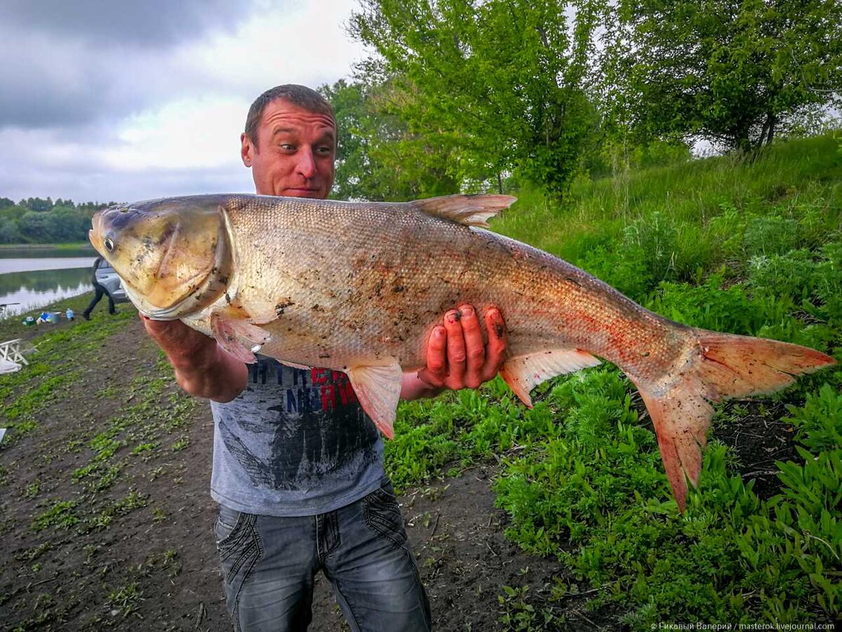 Толстолобик