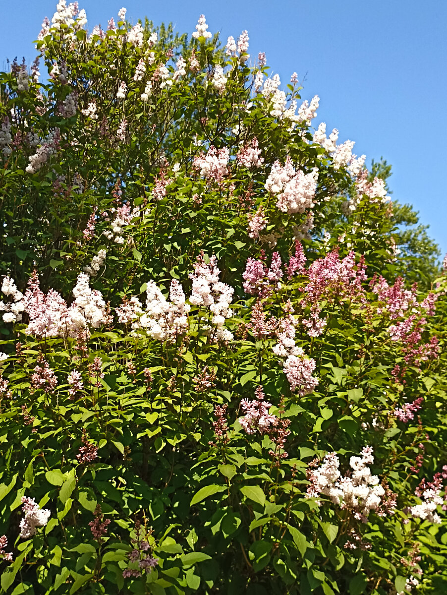 Увы, сирень уже отцвела