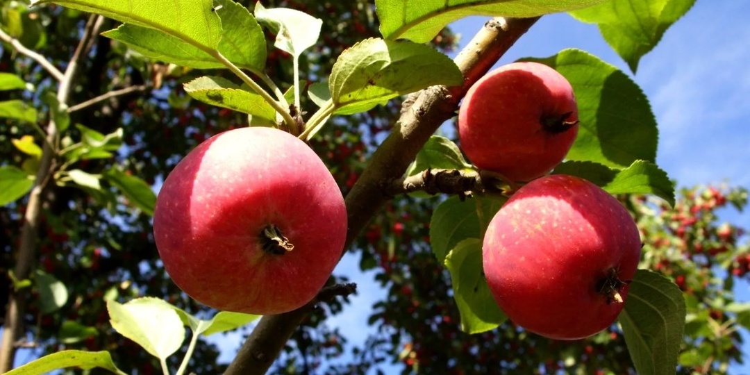 Вредители и болезни яблони: алгоритмы эффективной борьбы