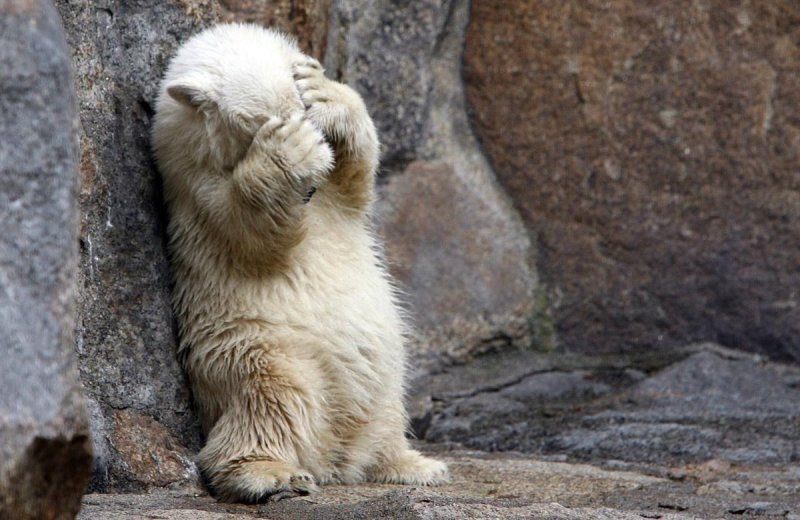 Картинка из поисковика Яндекс