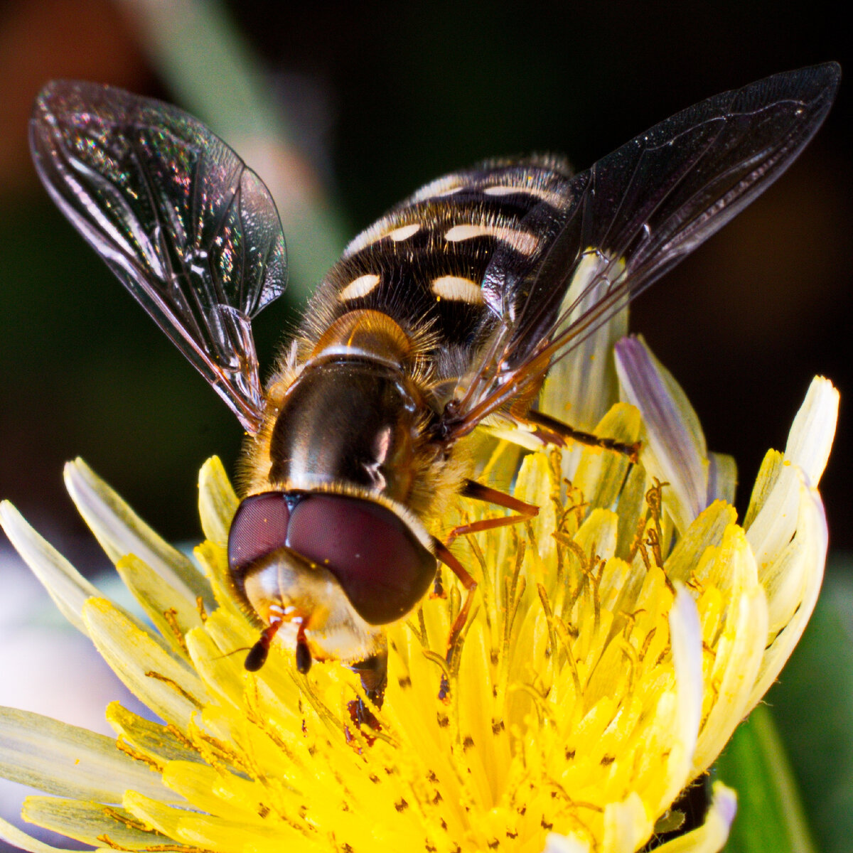 Журчалка пятнистая (Scaeva pyrastri)