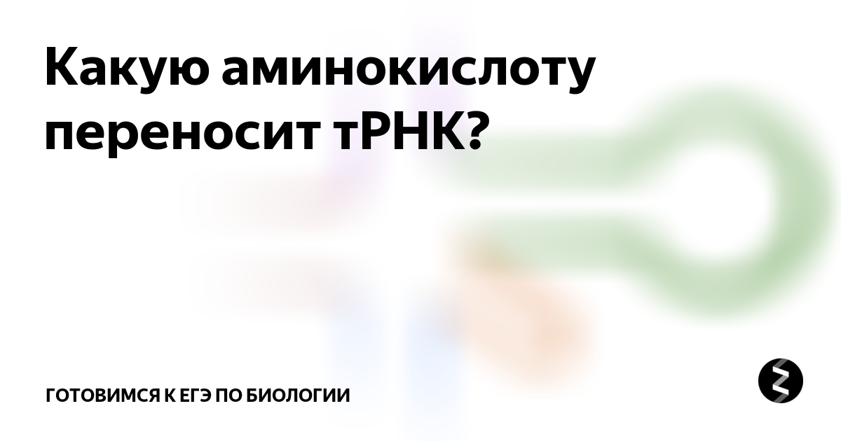 Кто переносит аминокислоты к месту синтеза белка. Биологическая роль транспортной рнк. Доставляет аминокислоты к месту синтеза белка. Рекогниция аминокислот. Уравнение реакции образования аминоацил трнк.
