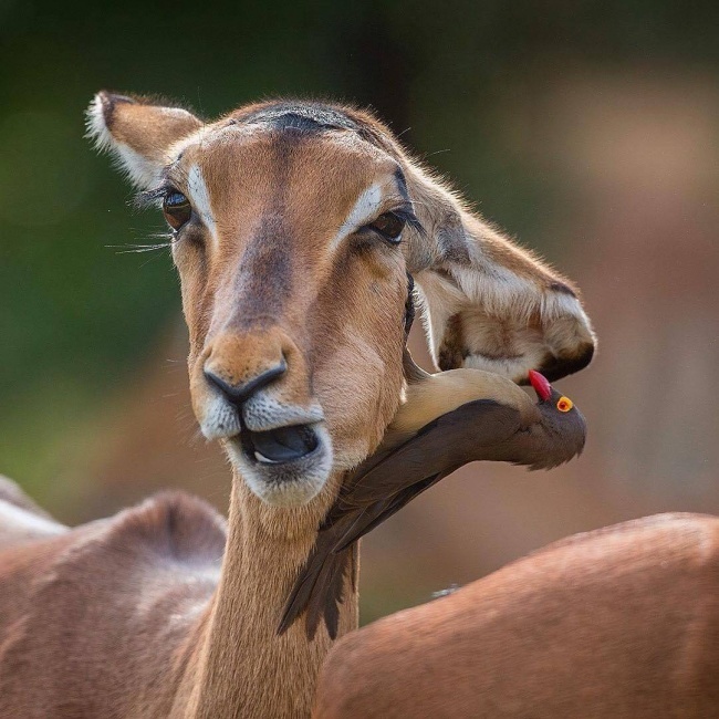 © StreetLikes / imgur  