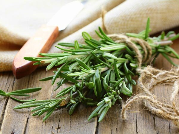 Польза и вред розмарина