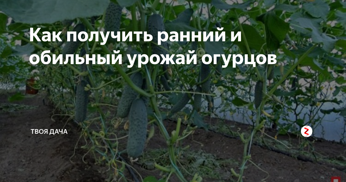 Когда можно обрезать листья у огурцов. Обрезка листьев у огурцов. надо ли обрезать листья у огурцов. можно ли обрезать листья у огурцов. отрезать ли листья у огурцов.