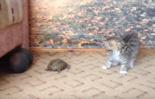 Прелестный котенок решил напасть на черепаху, но та тоже не лыком шита! |  Дай лапку | Дзен