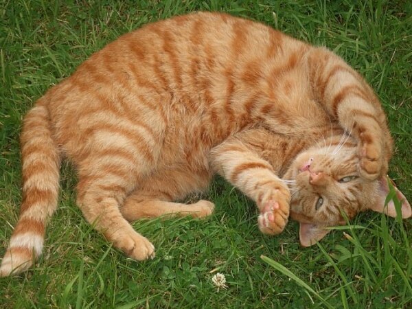 Источник фото: tr.lovetheteam.com 