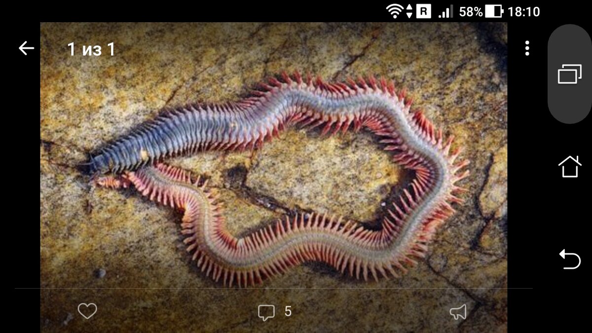 Морской червь размер