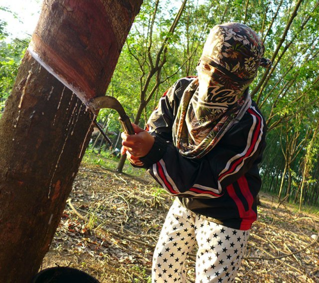 [caption id="attachment_5882" align="aligncenter" width="640"] фото: Так добывают латекс в Таиланде[/caption]