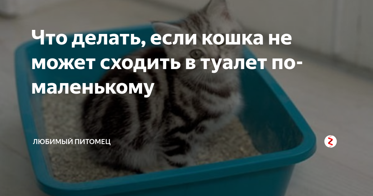 Котенок не ходит в туалет: возможные причины, последствия, первая помощь