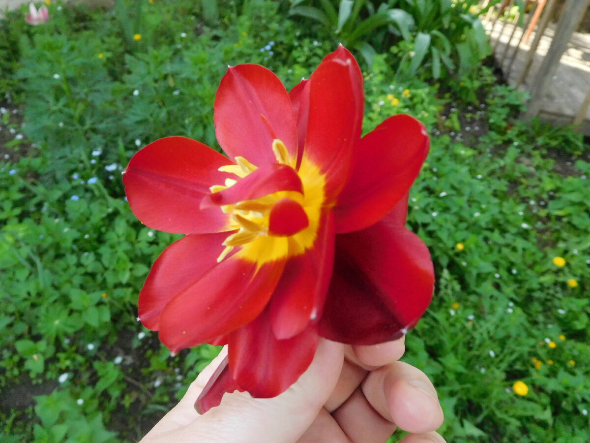 Один из моих тюльпанов оказался сортовым. И сразу же после начала цветения был безжалостно обломан котами.