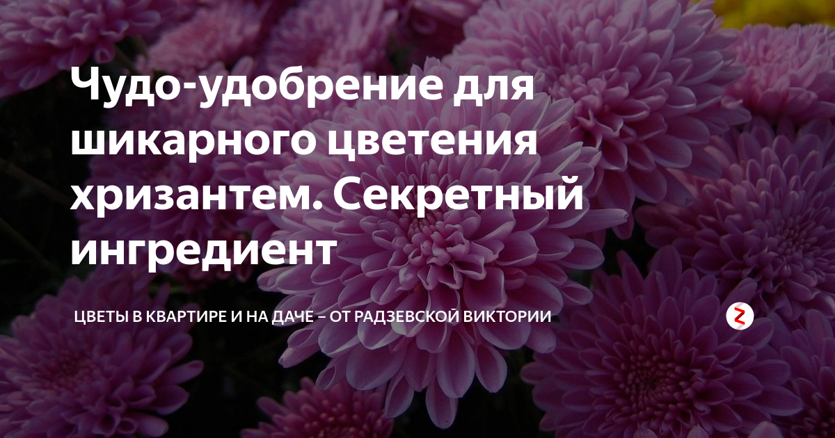 Чем удобрить хризантему весной. Подкормка хризантем. Чем подкормить хризантему. Азотные удобрения для Хризантема. Чем подкормить хризантему для цветения.