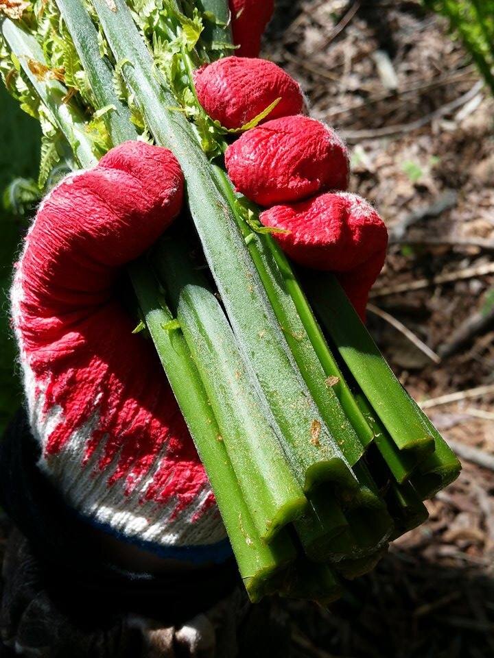 Папоротник . Автор фото: Илона Ан