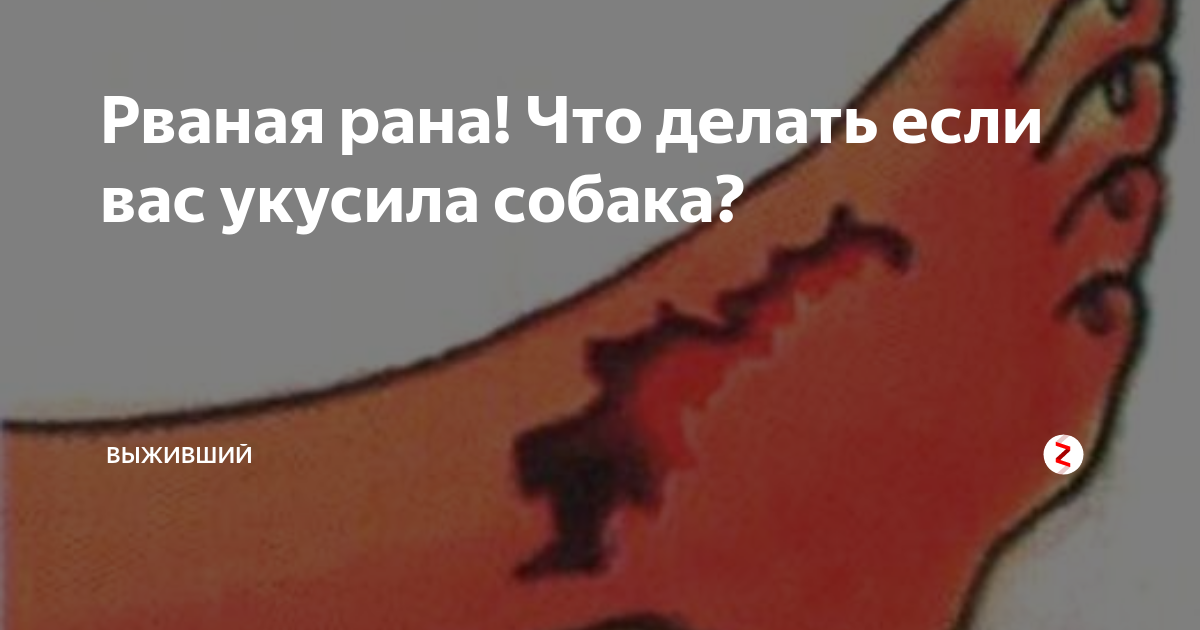 Стоит ли волноваться при укусе собаки осой в лапу, морду или глаз