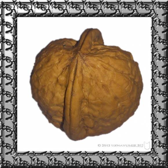 Обычный грецкий орех