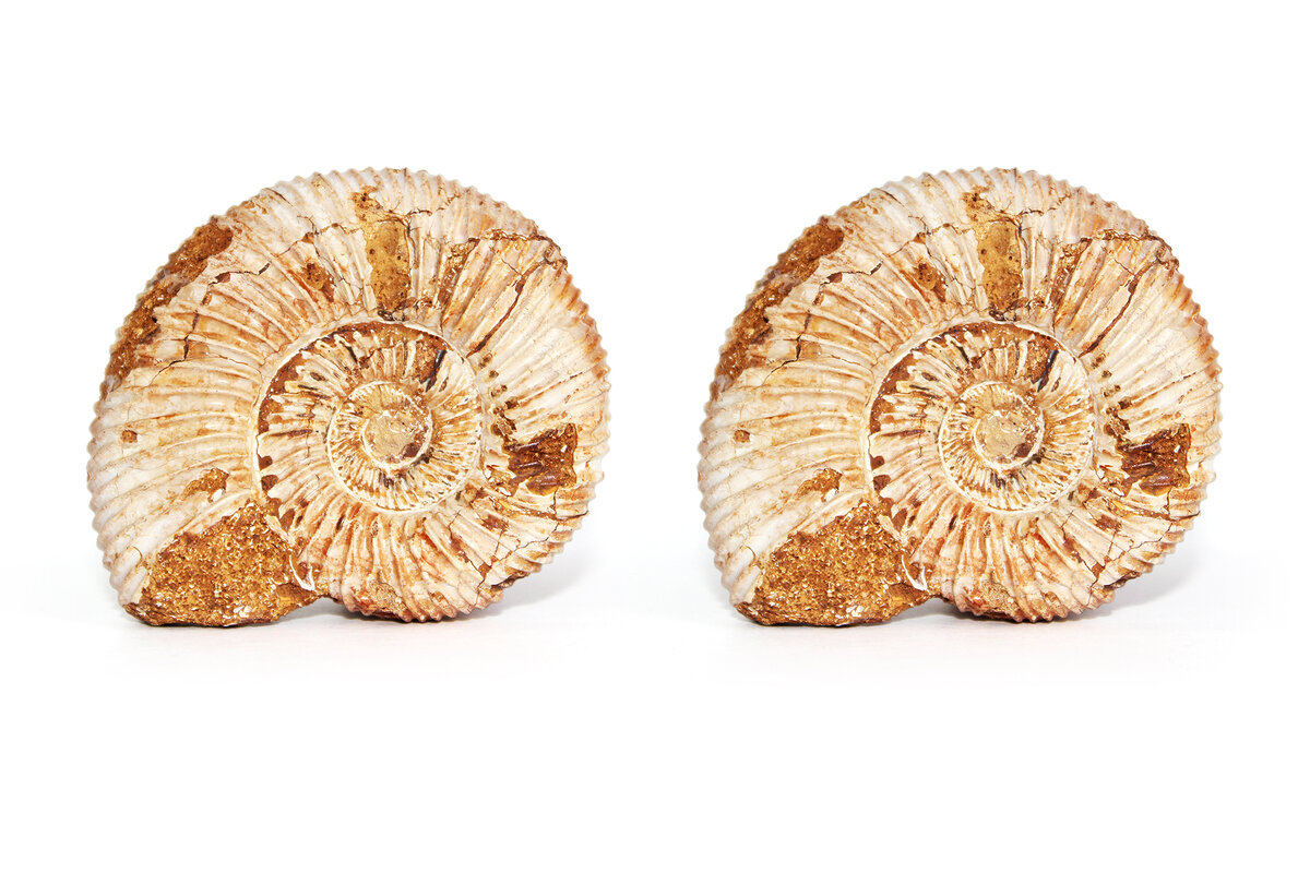 Стереофотография. Ископаемый Аммонит, окаменелая раковина моллюска