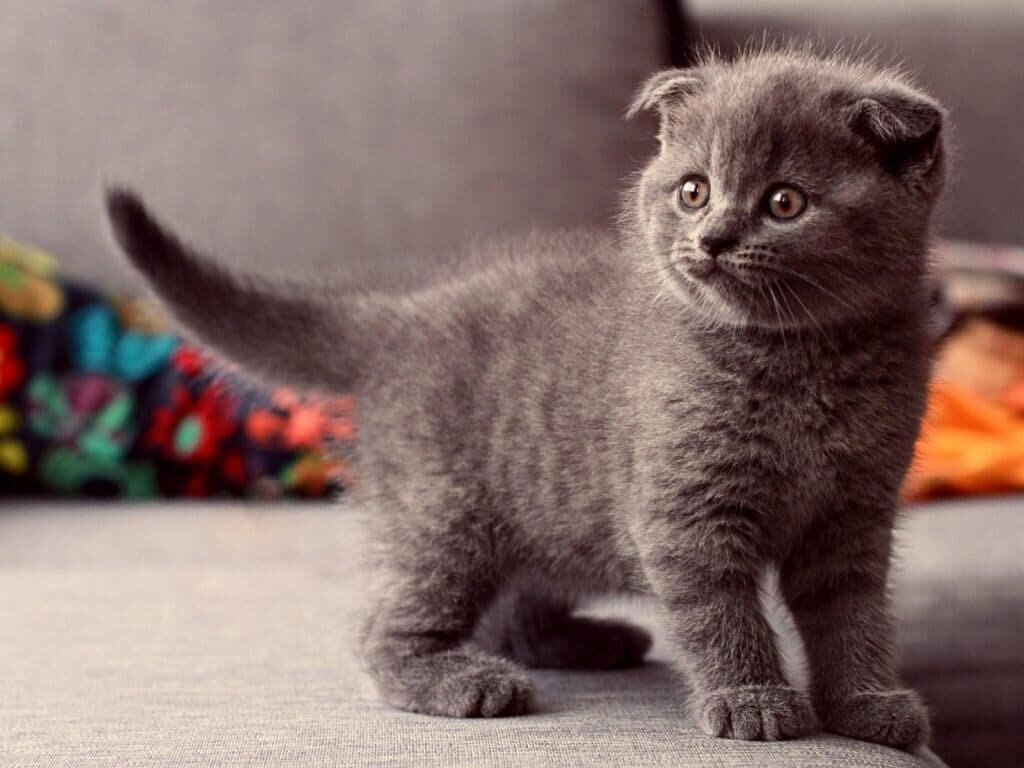 Шотландский котенок