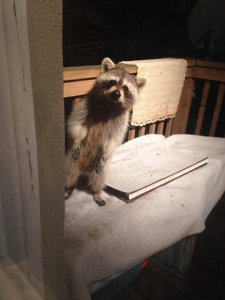 Угостите сухариком?
