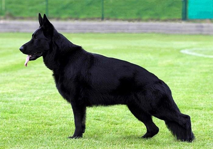 Черная немецкая овчарка – особенности и характеристики породы