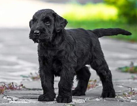 Щенок ризеншнауцера