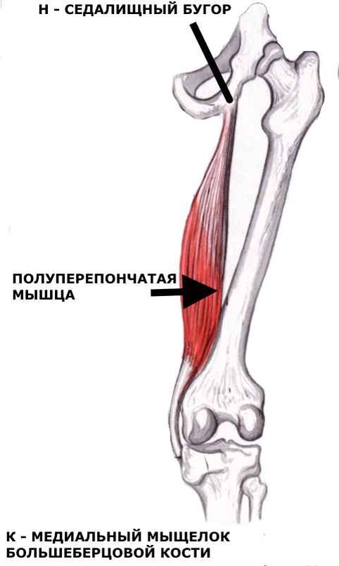 Полусухожильная мышца бедра анатомия. Полусухожильная и полуперепончатая. Полусухожильная и полуперепончатая мышцы. Аутотрансплантант из полусухожильной мышцы. Сухожилия полусухожильной мышцы.