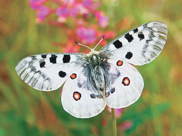 Японская форма