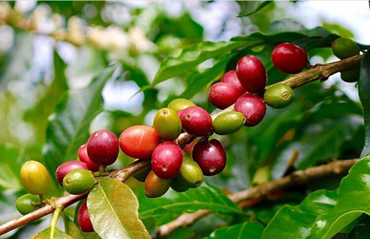 Zona Cafetera. Колумбия