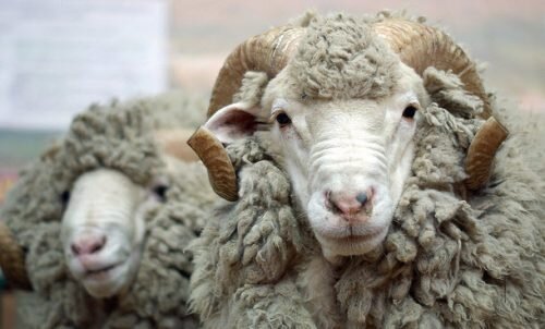 Существующие породы овец и баранов | GoFerma.ru | Дзен