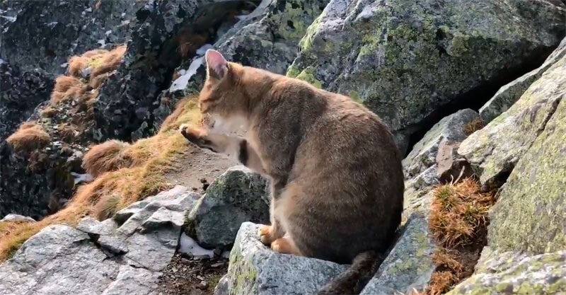 Кот альпинист