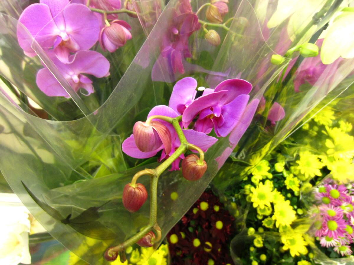 Орхидея в магазине