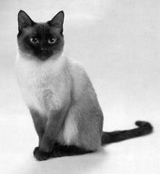 Этот котик очень похож на Сёму