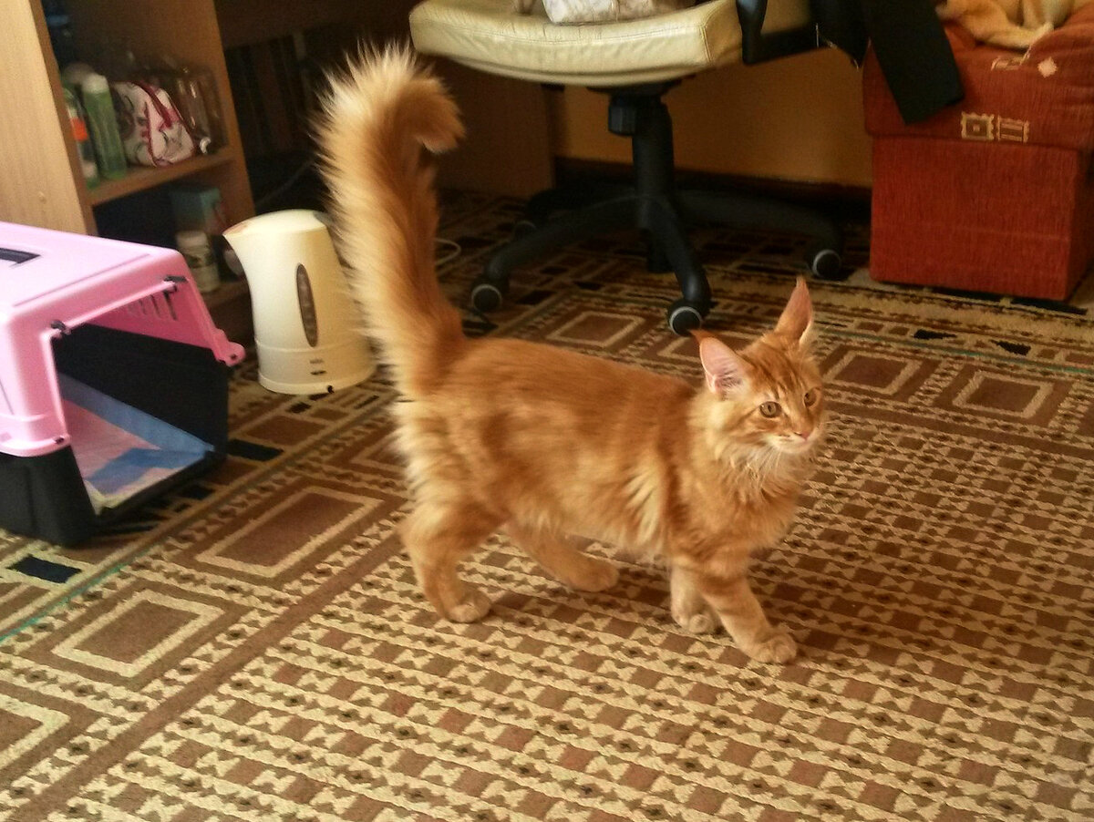 Фото котёнка Мейн-кун Атамана. Прислала Татьяна Р.