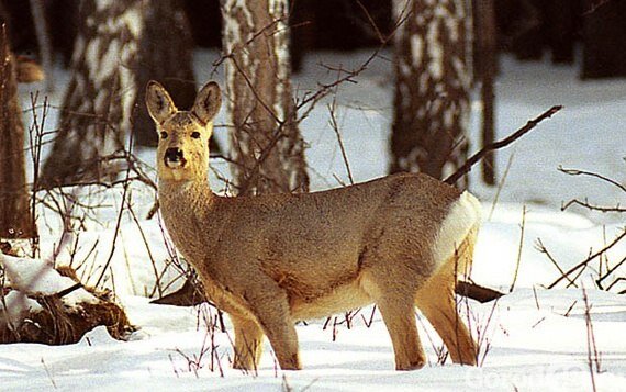   
Само слово "таганай" переводится с башкирского как "подставка для Луны". 
