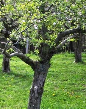 Чем подкормить яблони весной чтобы получить хороший урожай осенью