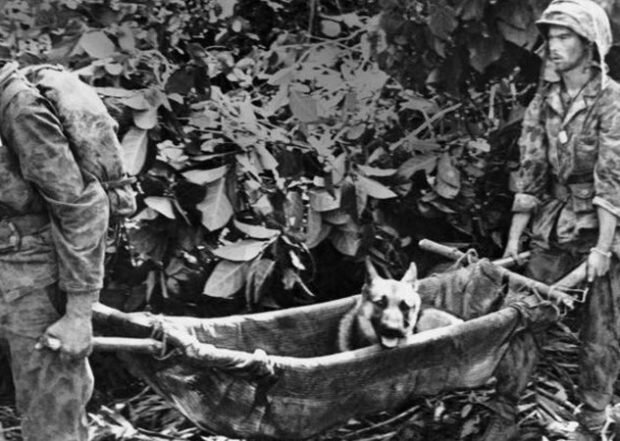 Храбрый пёс после ранения