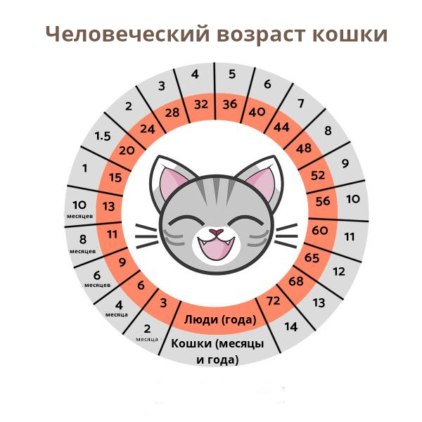   	Знаете ли вы, что самая старая кошка в мире прожила 30 лет? Вернее это был кот по кличка Скутер, и при пересчёте «кошачьего» возраста на «человечий» его возраст составил около 136 человеческих лет.