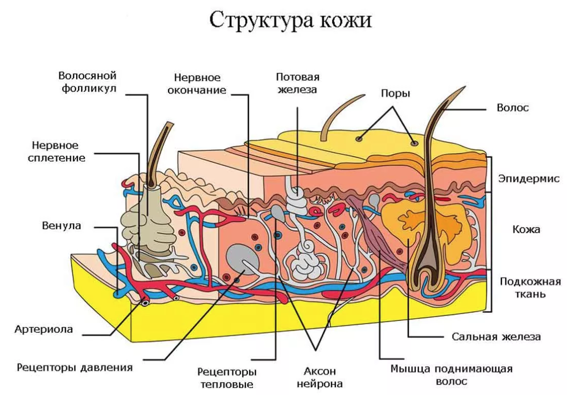 ❗️ Внимание! Это - авторский материал! На данный момент в интернете нет НИ ОДНОГО описания приемов для лица от Сэнфорда Беннета на русском языке.-11