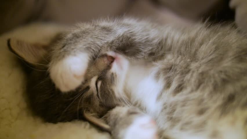 Фото с сайта https://www.shutterstock.com