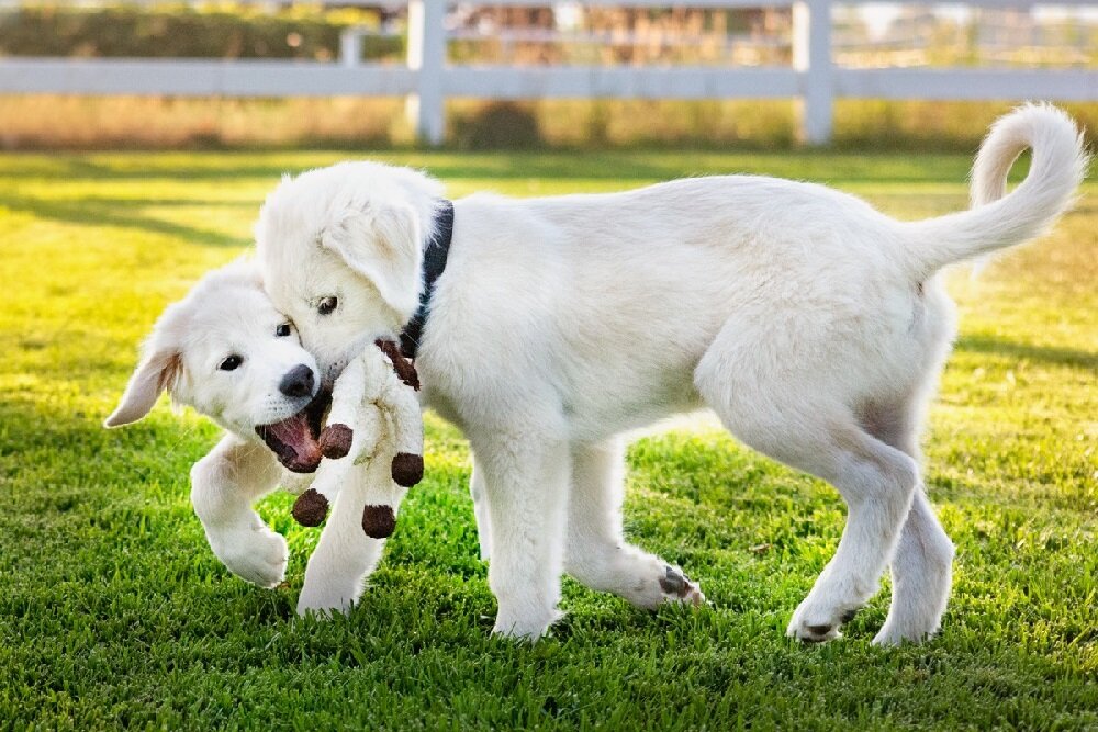 Белые породы собак