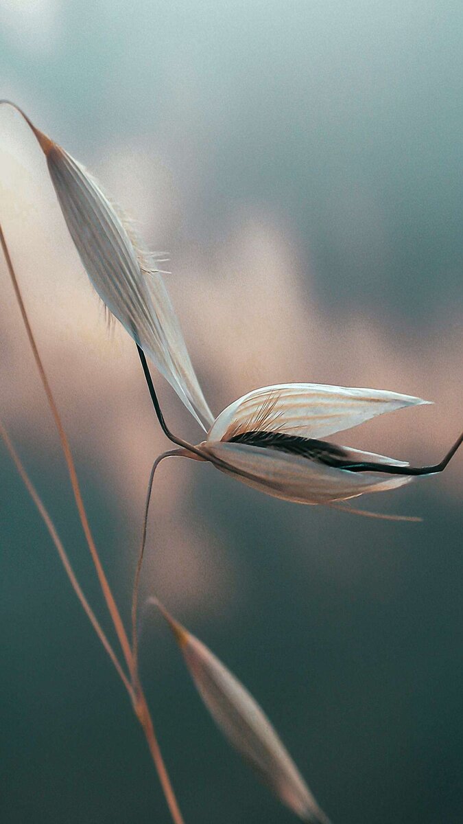 Фон для расслабления. 