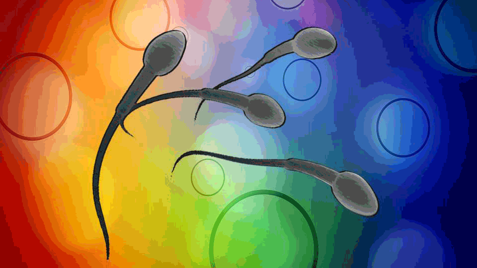 Сперматозоиды