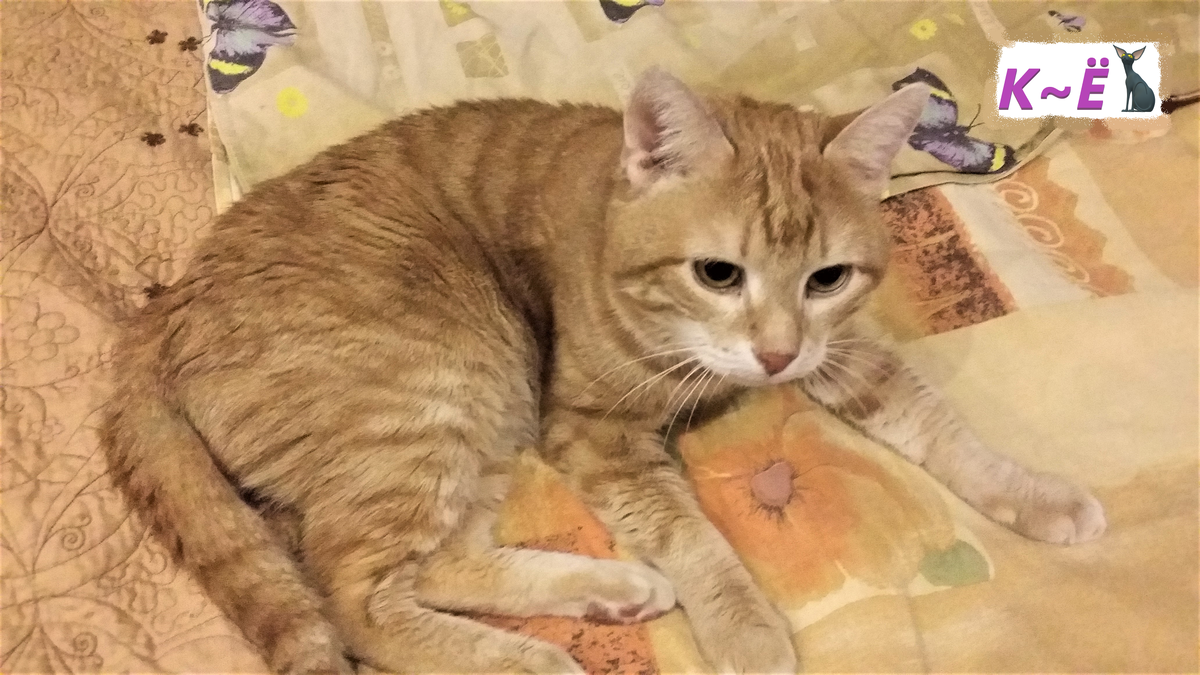 Рыжик, наш пожилой котик