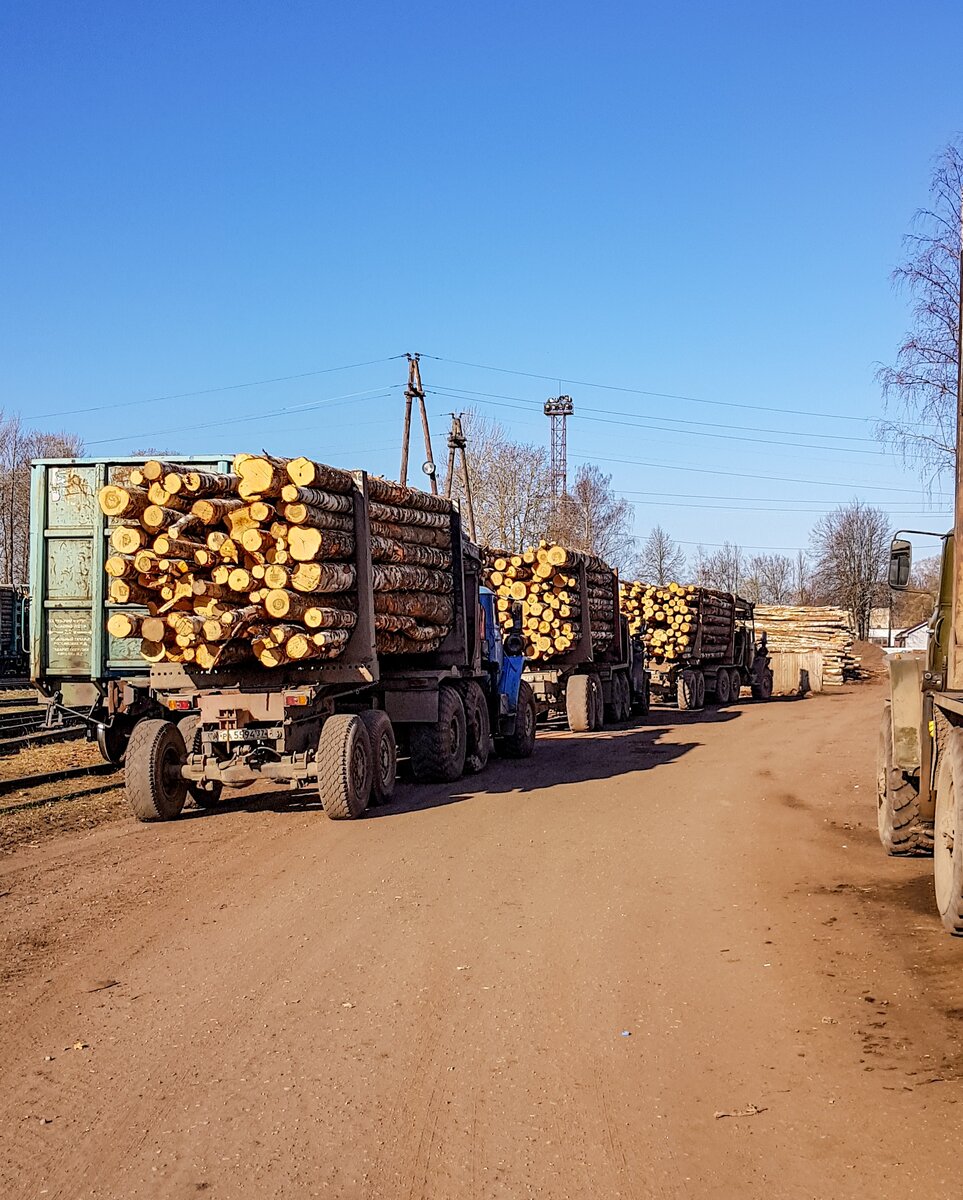 Колонна лесовозов ранним утром собирается у перегрузочной площадки на станции Осташков, ОКТ ж.д., Тверская обл. Фото: Алексей Алексеев