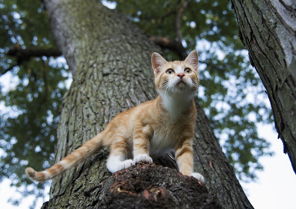 Кот сидит на скамейке