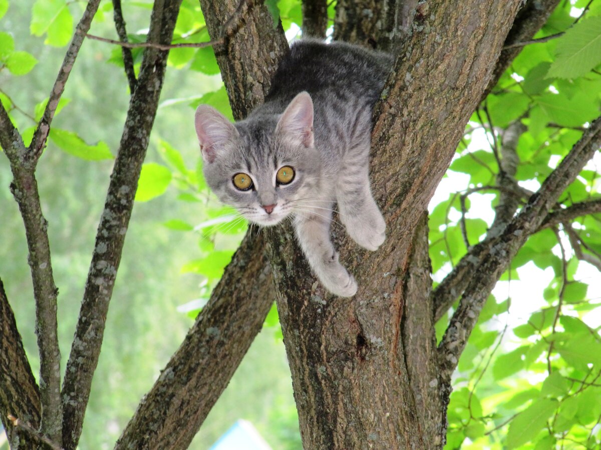Кошка на дереве рисунок